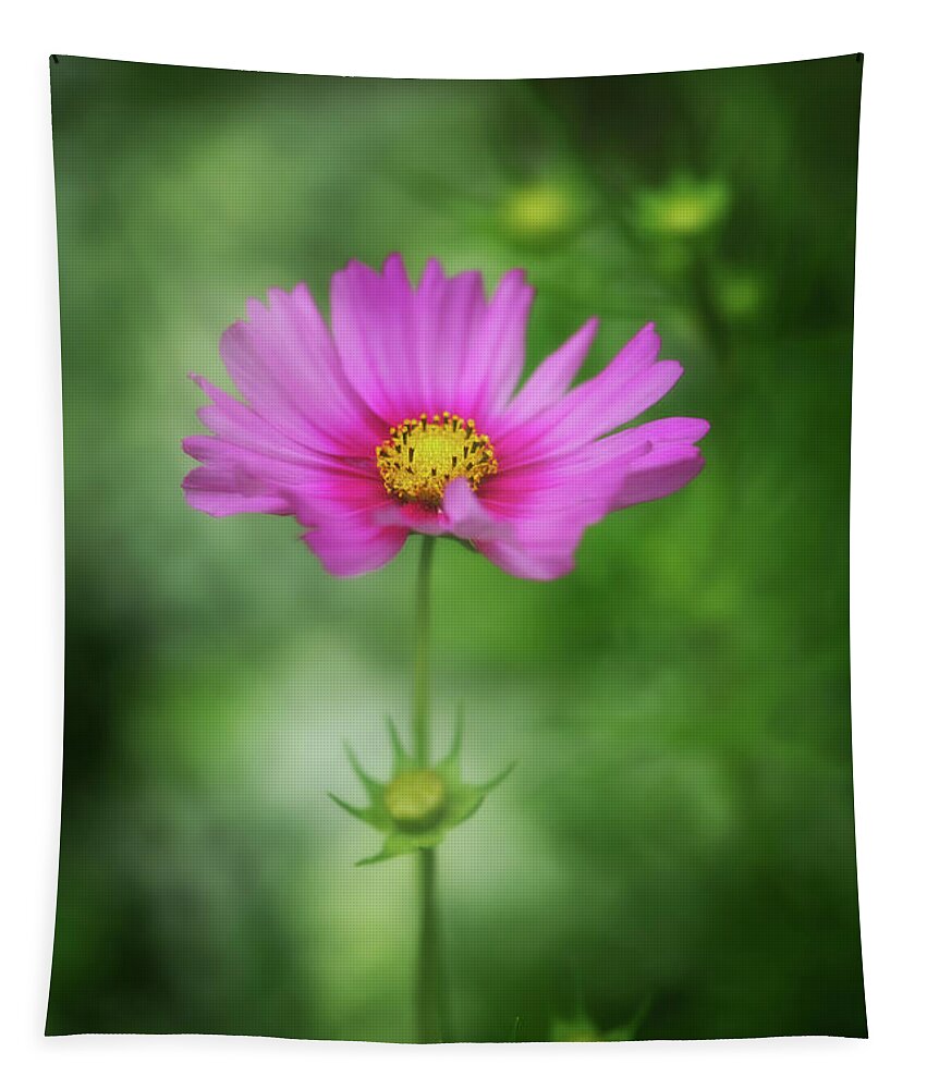 Asteraceae Tapestry featuring the photograph A Star is Born by Venetta Archer