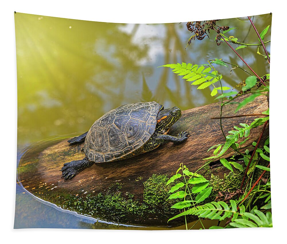 Ahuano Tapestry featuring the photograph A terrapin Arrau turtle resting and sunbathing on a log by Henri Leduc