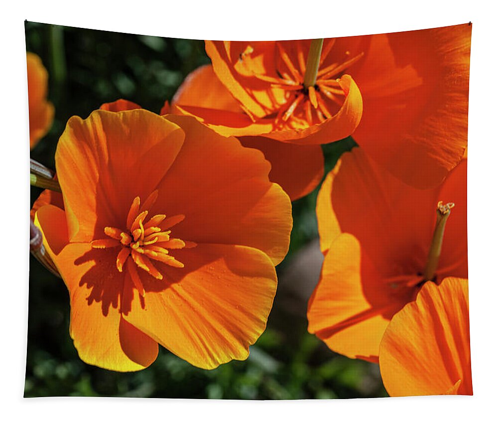 Poppy Tapestry featuring the photograph A Touch of Orange by Ryan Huebel