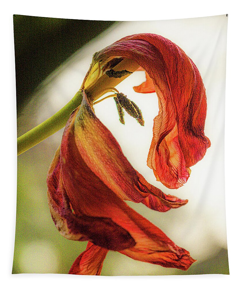 Bloem Tapestry featuring the photograph A tulip's last bow by Casper Cammeraat