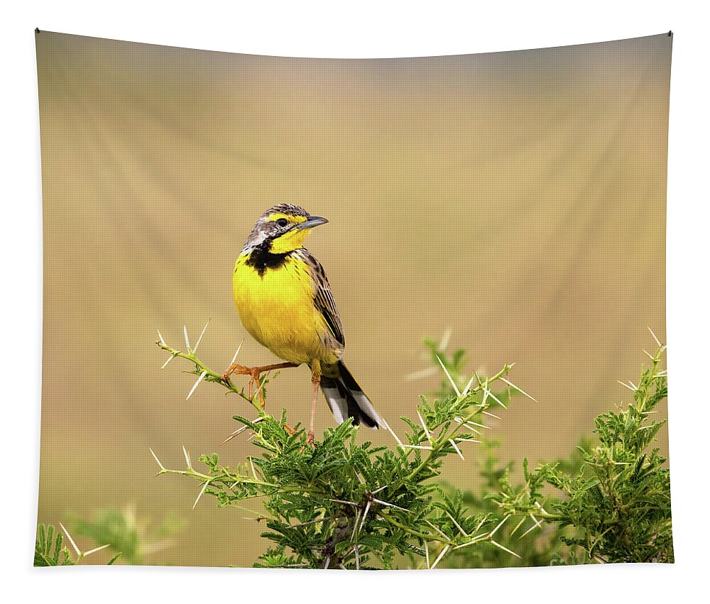 Yellow-throated Longclaw Tapestry featuring the photograph A yellow-throated longclaw, macronyx croceus, perched on a thorn by Jane Rix