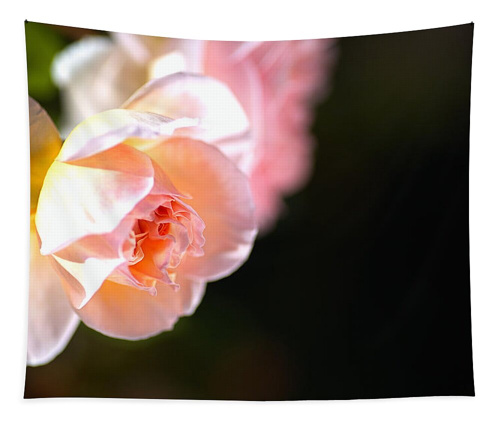 Abraham Darby Rose Flower Tapestry featuring the photograph Abraham Darby Autumn Rose by Joy Watson