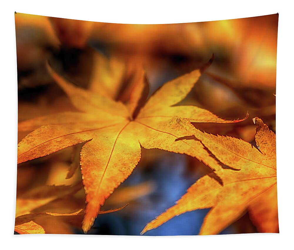 Fall Colors Tapestry featuring the photograph Acer in Autumn by Susan Rissi Tregoning