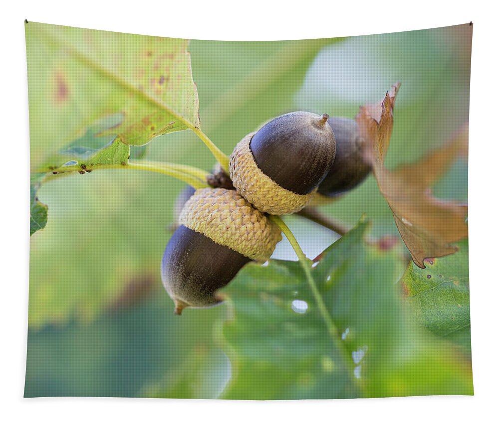 Acrons Tapestry featuring the photograph Acorns by David Beechum
