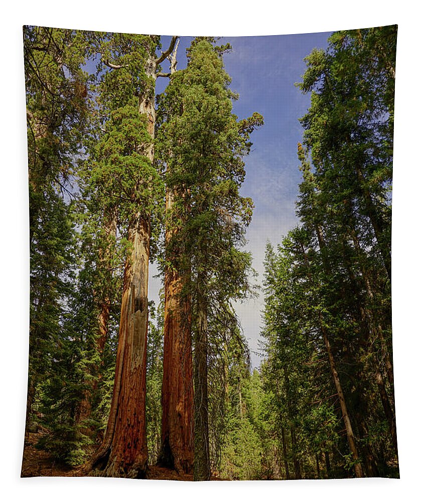 Giant Sequoia Trees Tapestry featuring the photograph Grant Gove Trail by Brett Harvey
