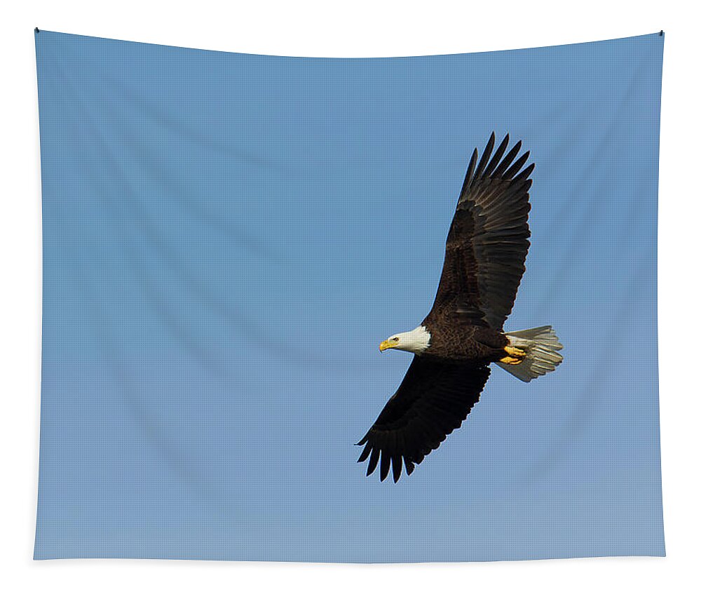Adult Tapestry featuring the photograph Adult bald eagle soars overhead by Charles Floyd