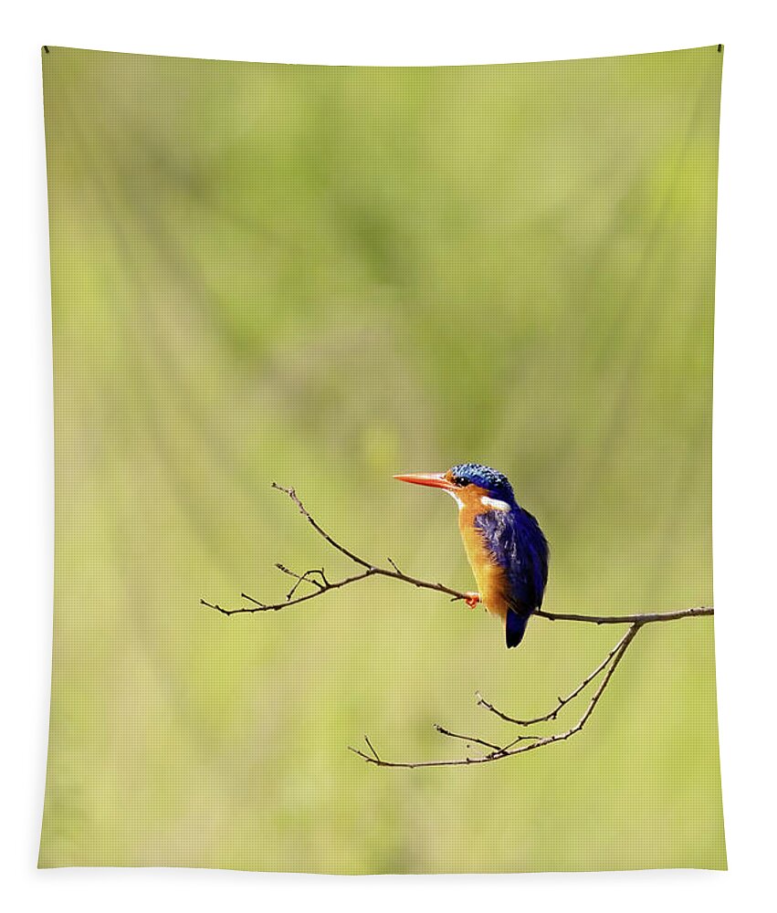 Malachite Tapestry featuring the photograph Adult malachite kingfisher, corythornis cristatus, perched on a by Jane Rix