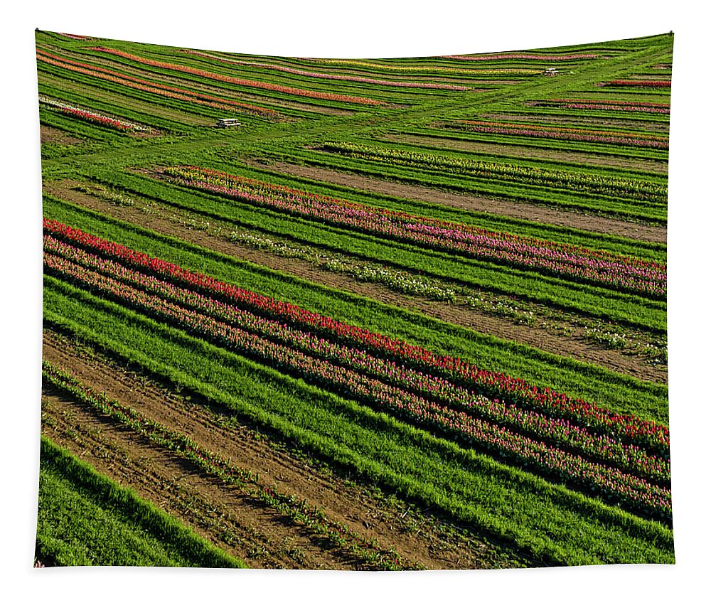 Tulip Tapestry featuring the photograph Aerial Tulip Fields NJ Farm by Susan Candelario
