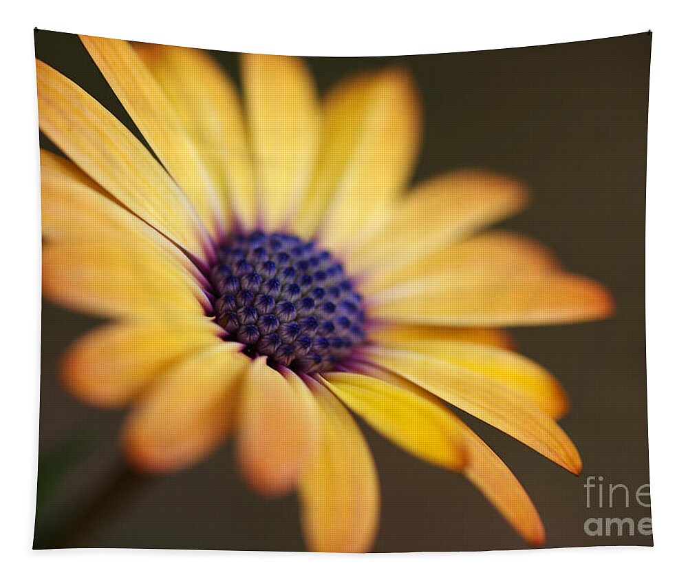 African Daisy Tapestry featuring the photograph African Daisy Golden by Joy Watson