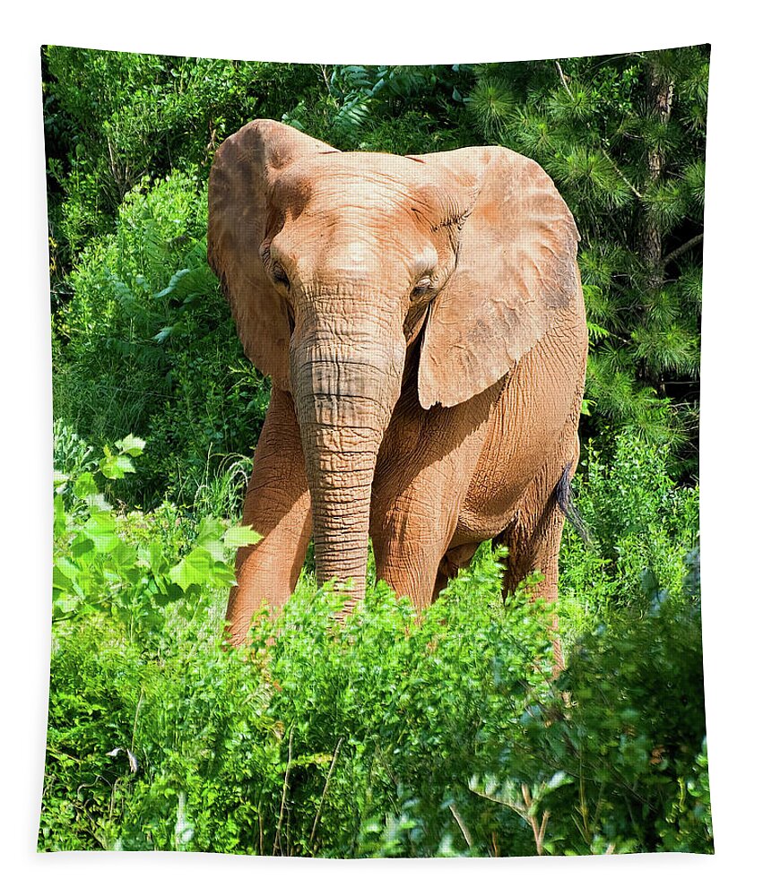 African Elephant Tapestry featuring the photograph African Elephant coming through trees by Flees Photos
