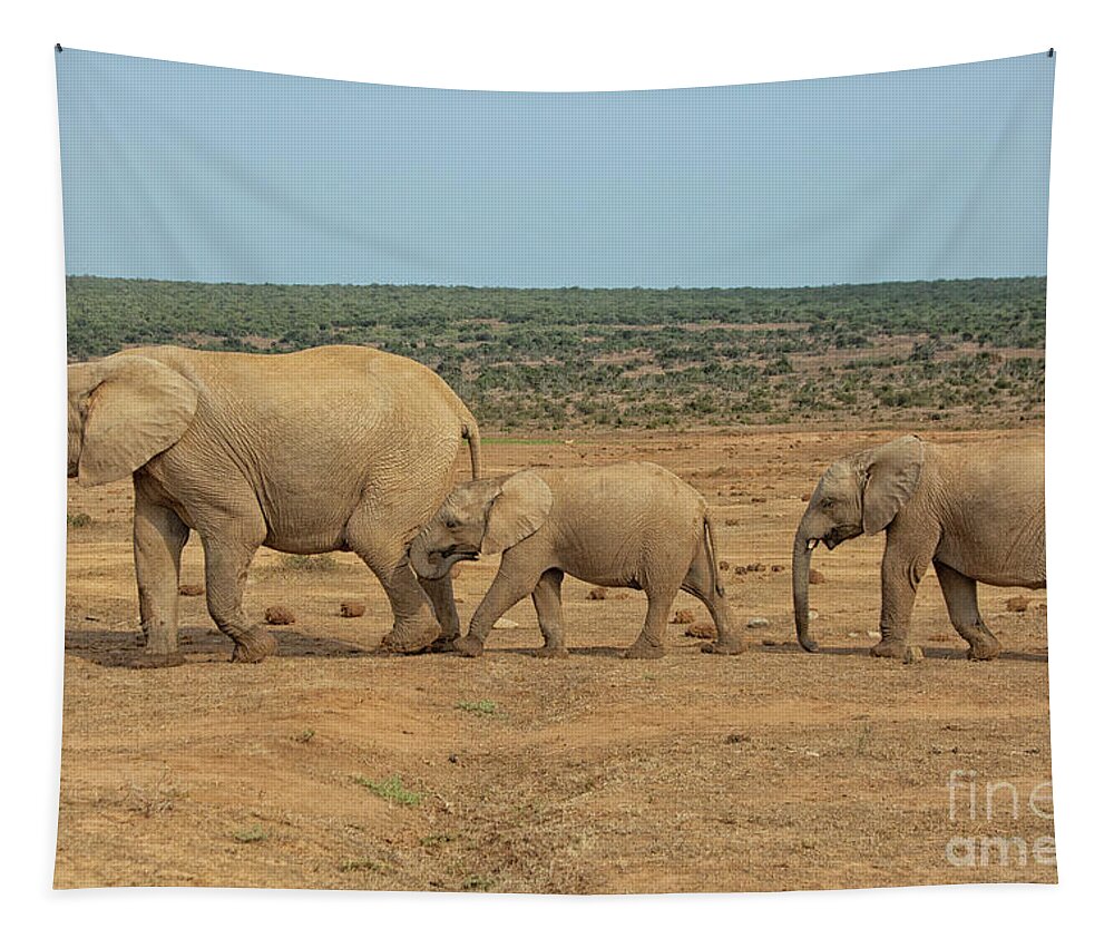Africa Tapestry featuring the photograph African elephant family in a row in South Africa by Patricia Hofmeester