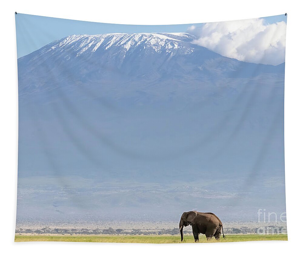 Elephant Tapestry featuring the photograph African elephant walks across the grassland of Amboseli National park, Kenya. A snow covered Mount Kilimajaro can be seen in the background. by Jane Rix