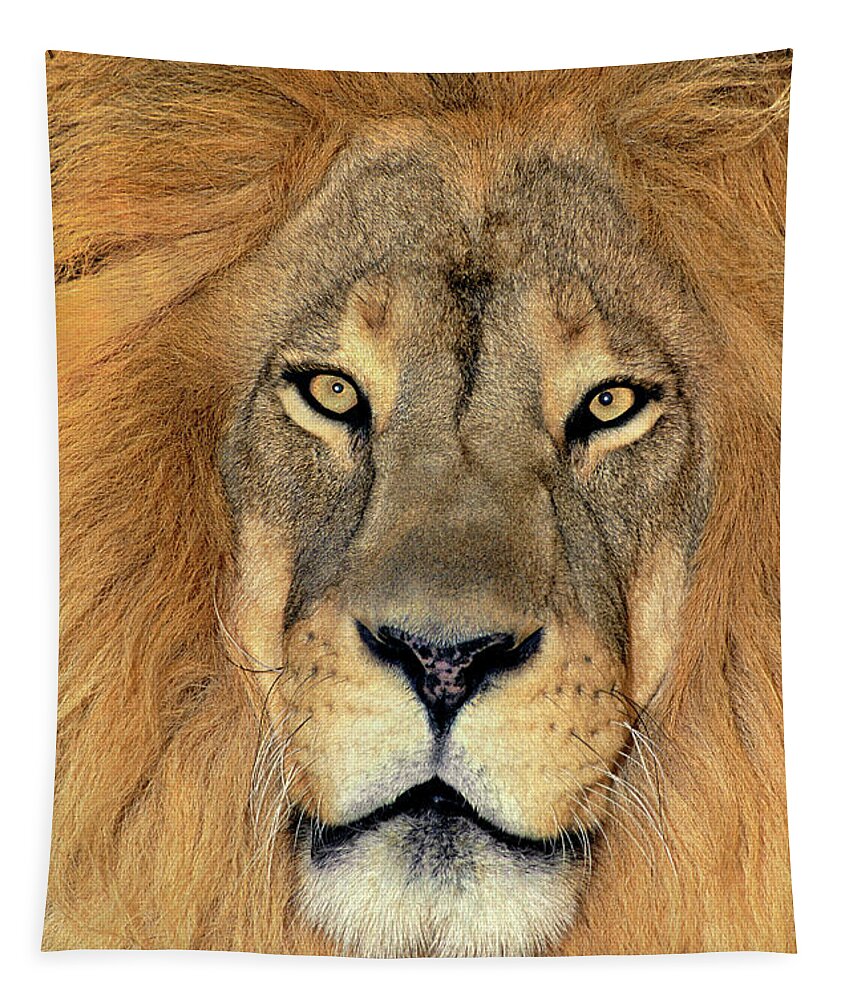 African Lion Tapestry featuring the photograph African Lion Portrait Wildlife Rescue by Dave Welling