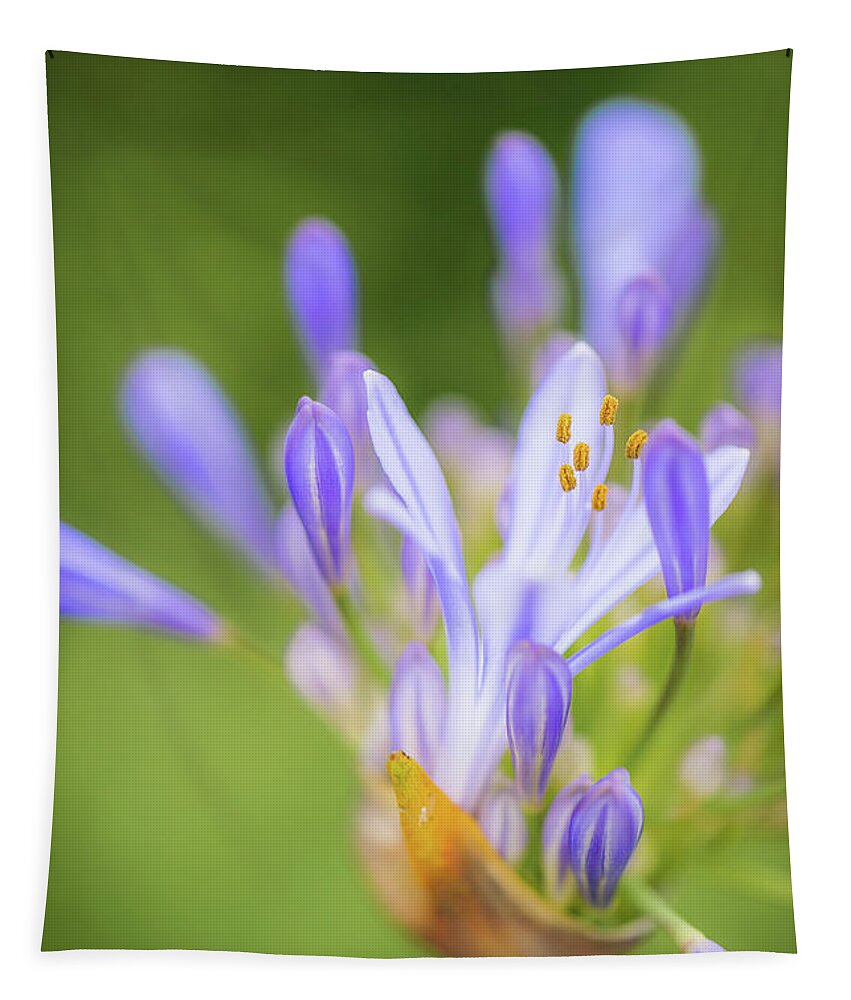 Agapanthus Tapestry featuring the photograph Agapanthus by Alexander Kunz