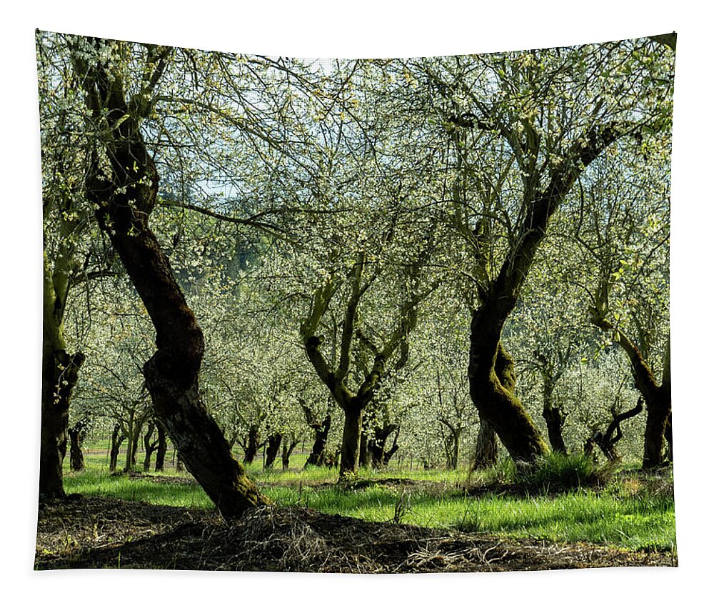 Farming Tapestry featuring the photograph Age and Beauty by Leslie Struxness