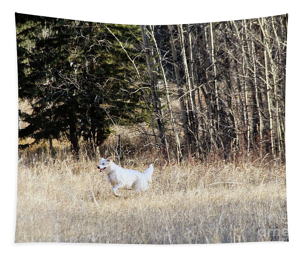 Dogs Tapestry featuring the photograph Akbash Run by Roland Stanke