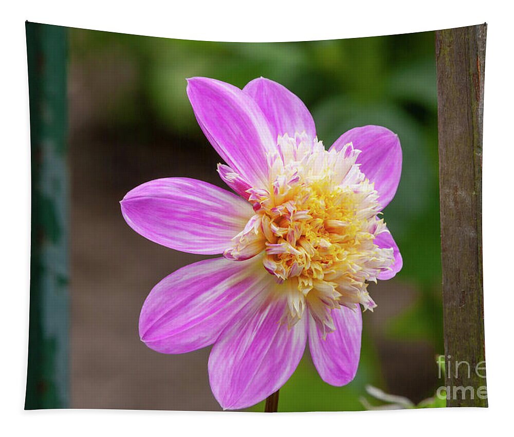 Alden Pearl Dahlias Tapestry featuring the photograph Alden Pearl Dahlia, 1 by Glenn Franco Simmons