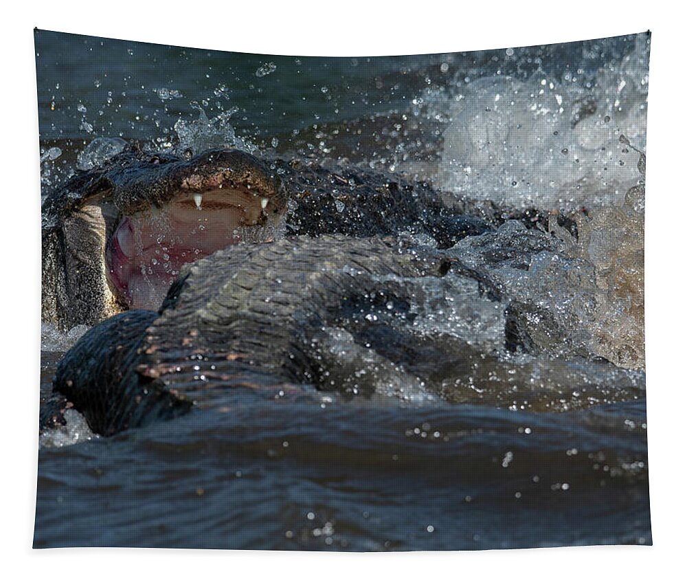 Alligator Tapestry featuring the photograph Alligator Fight by Carolyn Hutchins
