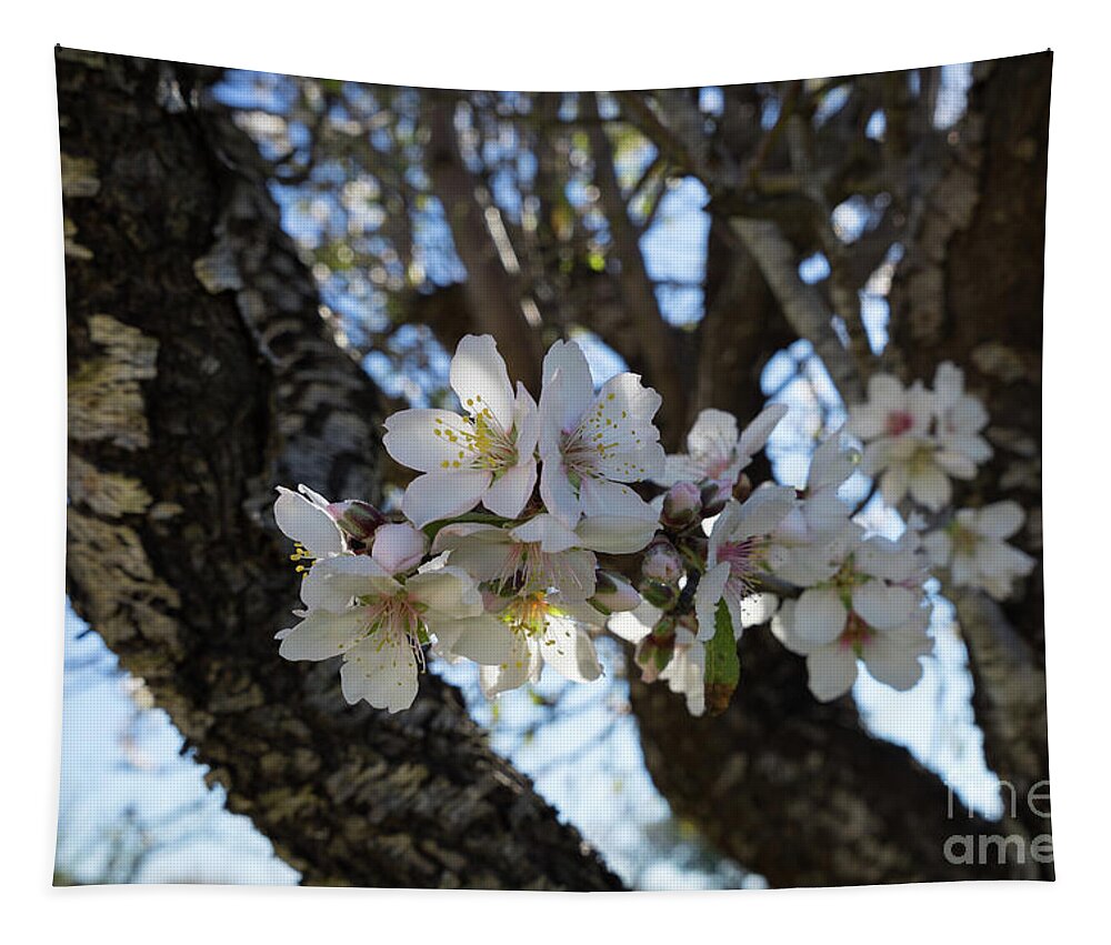 Almond Blossom Tapestry featuring the photograph White flowers in the penumbra of the almond tree by Adriana Mueller