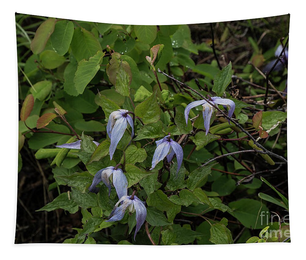 Alpine Clematis Tapestry featuring the photograph Alpine Clematis by Kathy McClure
