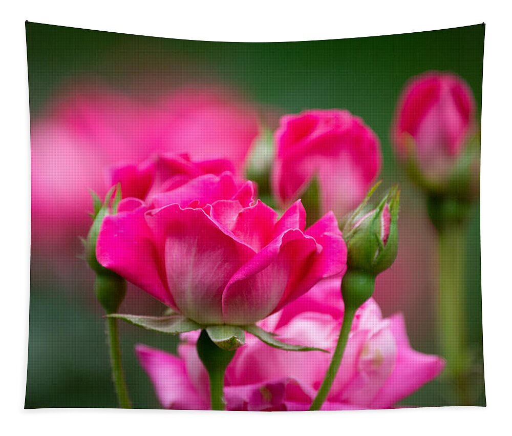 Pink Tapestry featuring the photograph Always Comes Back to Pink by Linda Bonaccorsi