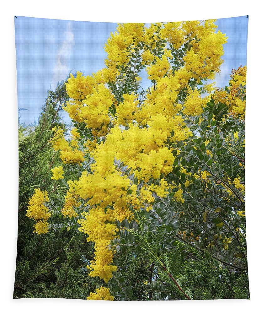Flowers Tapestry featuring the photograph Amazing Acacias by Jay Heifetz