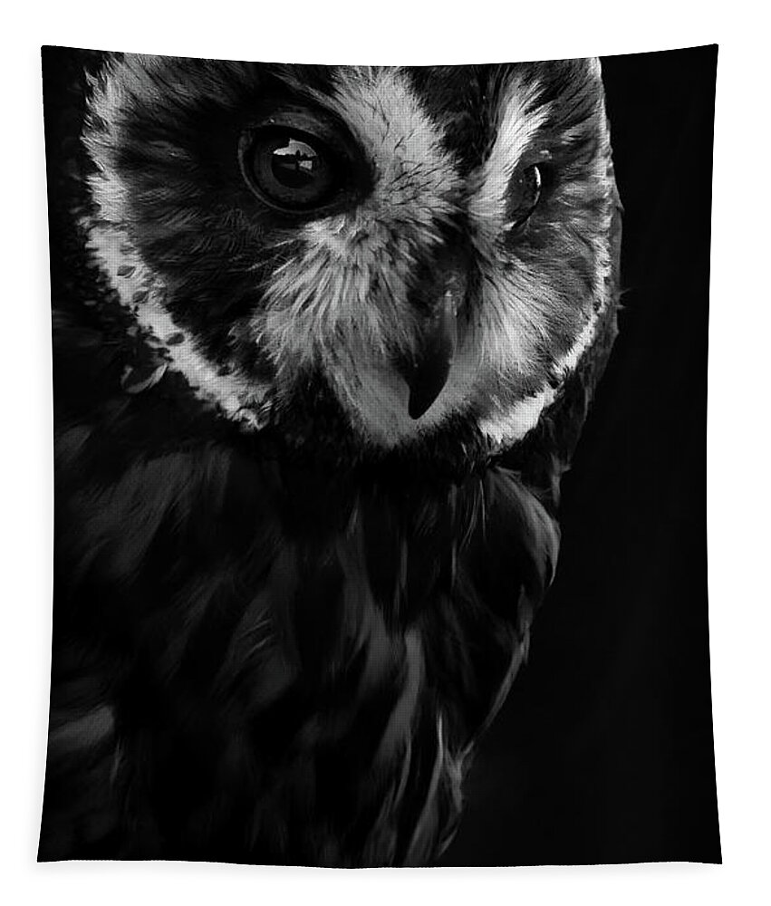 Short Eared Owl- Owl-#forowllovers- Owl Lovers- Raptors-birds Of Prey- Stunning- Black And White Photography- Images Of Rae Ann M. Garrett - #viral- -buffalobillcenterofthewest- Draper Raptor Experience- Peoplewho Love Owls Tapestry featuring the photograph Amelia by Rae Ann M Garrett