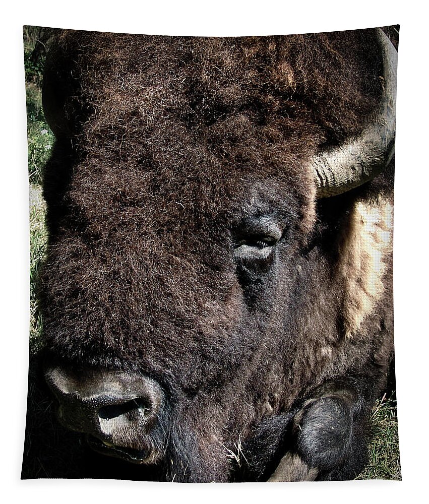 Buffalo Tapestry featuring the photograph American Bison by Rene Vasquez