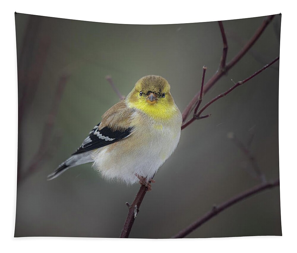 Bird Tapestry featuring the photograph American Goldfinch In Winter Plumage by David Downs