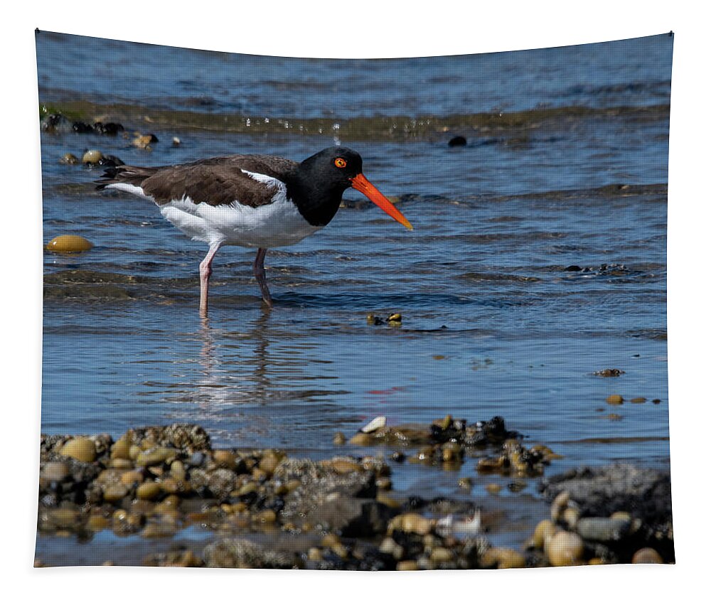 Shore Tapestry featuring the photograph American Oystercatcher by Cathy Kovarik