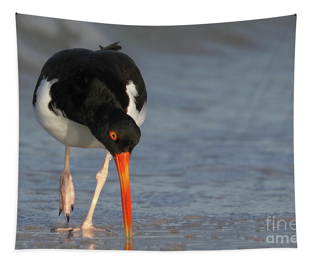 American Oystercatcher Tapestry featuring the photograph American Oystercatcher Walking the Beach by Meg Rousher