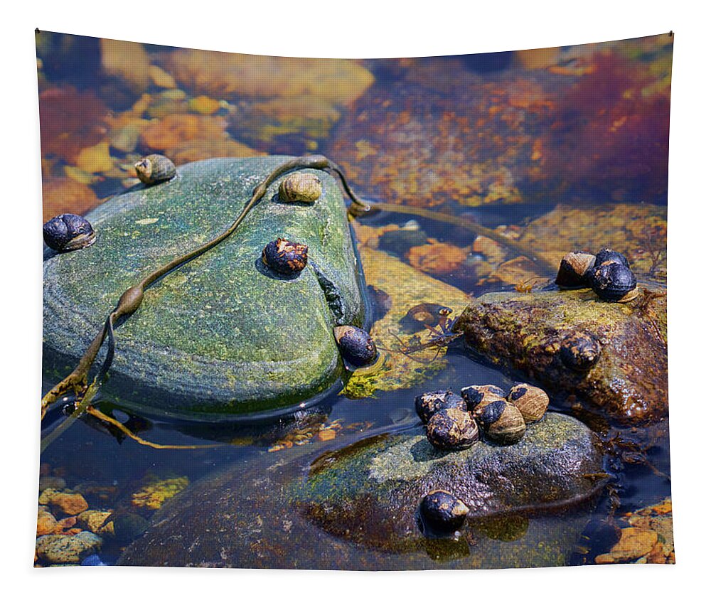 Tidal Pool Tapestry featuring the photograph Among the Rocks - Tidal Pool by Nikolyn McDonald