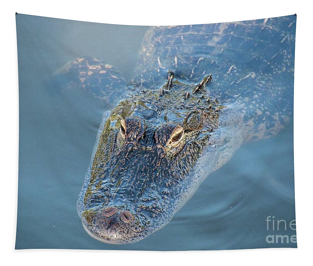  Alligator Tapestry featuring the photograph An Alligator With A Reflection In it's Eye by Philip And Robbie Bracco