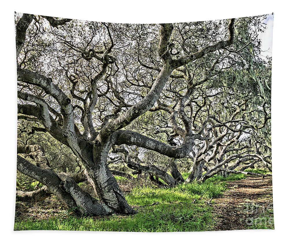 Oaks Tapestry featuring the photograph Ancient Oak Trees by Vivian Krug Cotton