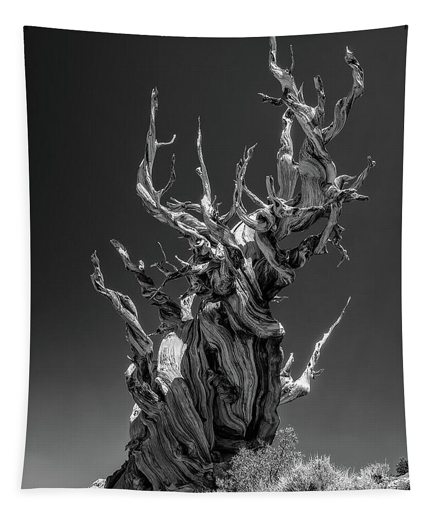 Business Decor Tapestry featuring the photograph Ancient Sentinels by Rick Furmanek