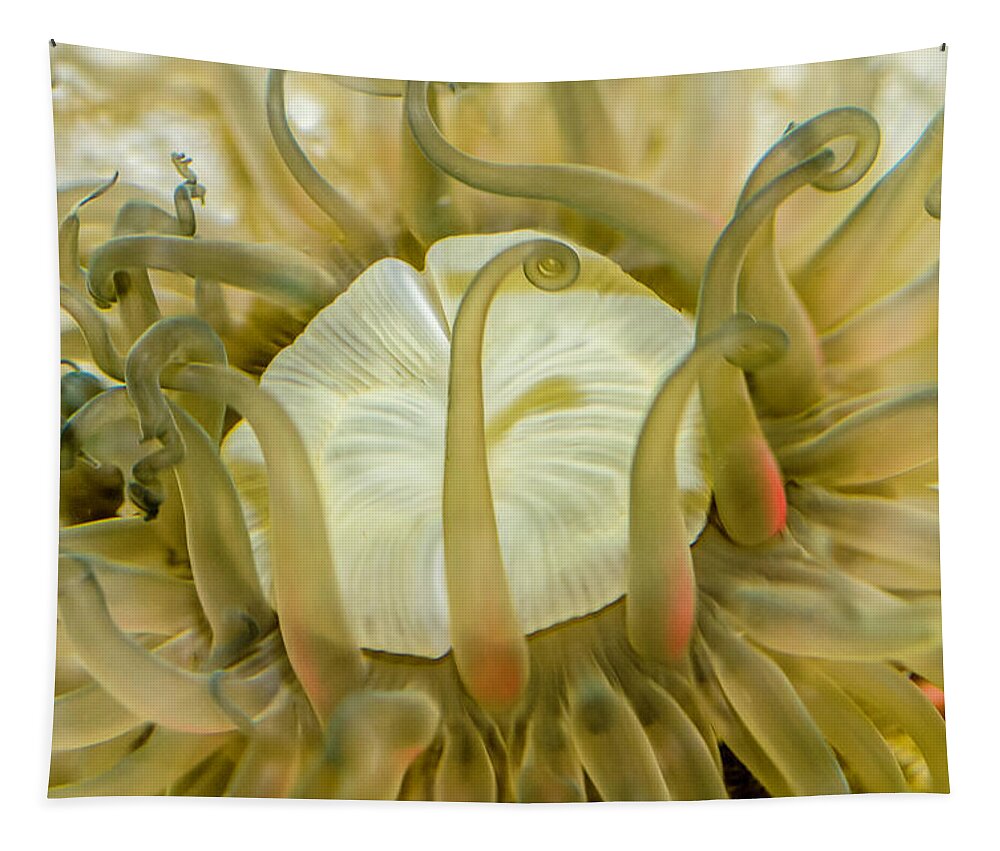 Anemone Tapestry featuring the photograph Sea Anemone with Red by WAZgriffin Digital