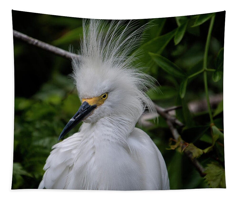 Mad Tapestry featuring the photograph Angry Snowy Egret by Carolyn Hutchins