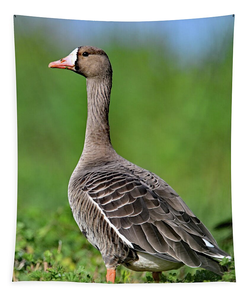  Greater White-fronted Goose Tapestry featuring the photograph Anser albifrons aka white-fronted goose portrait by Amazing Action Photo Video
