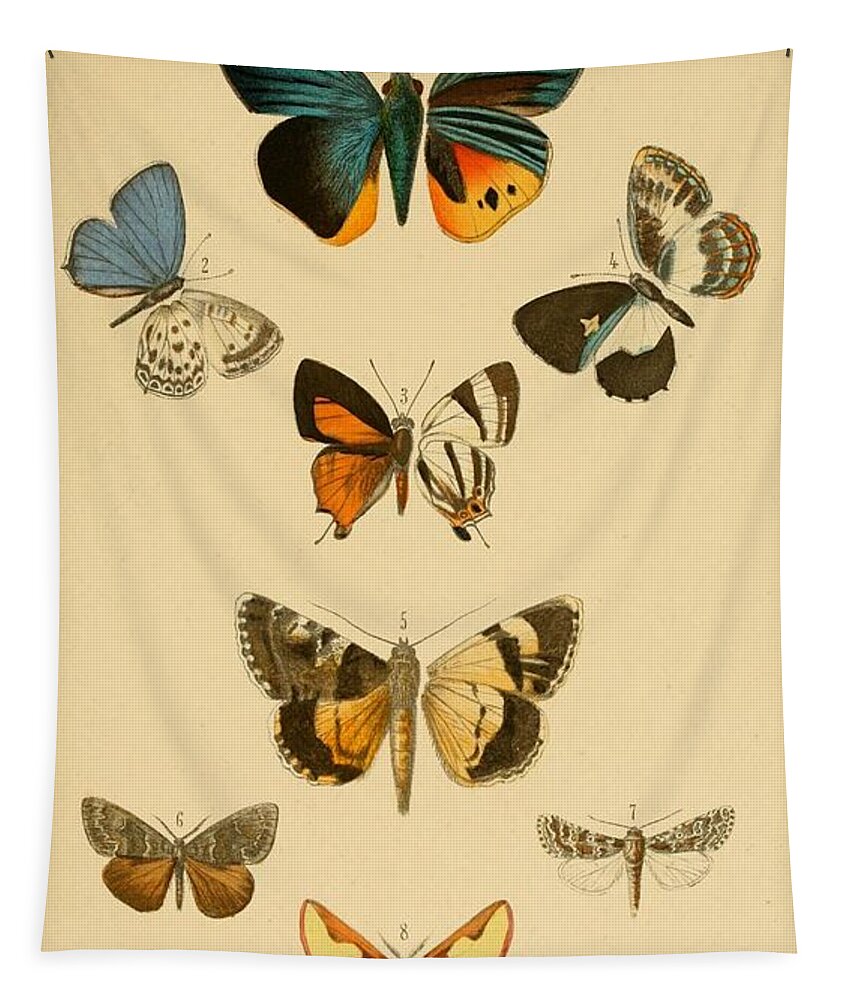 Butterfly Tapestry featuring the mixed media Antique Butterfly Illustrations by World Art Collective
