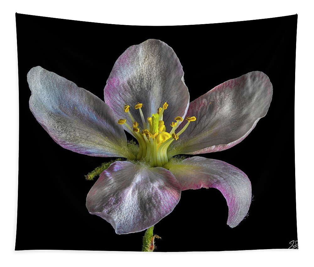Apple Blossom Tapestry featuring the photograph Apple Blossom 1 by Endre Balogh