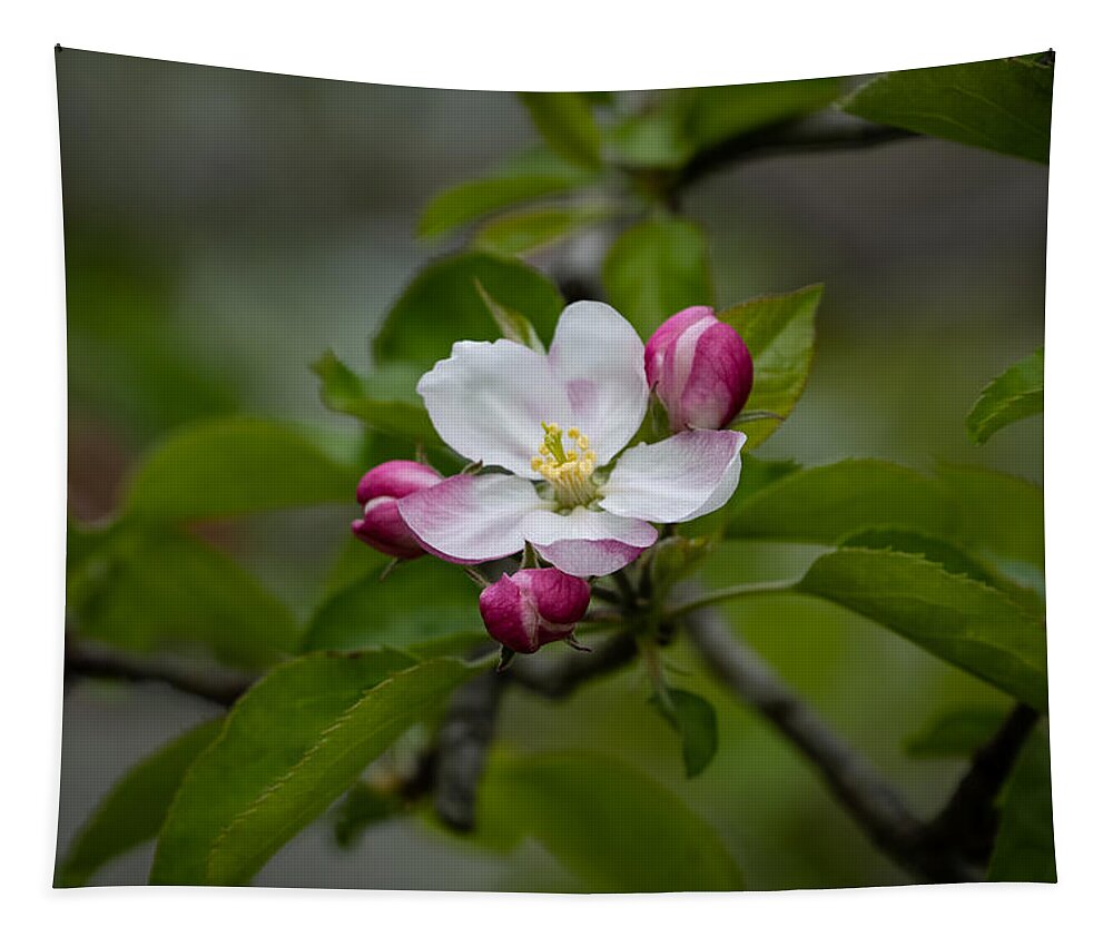 Flower Tapestry featuring the photograph Apple Blossom Pink by Linda Bonaccorsi