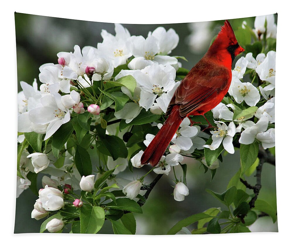 Northern Red Cardinal Tapestry featuring the photograph Apple Blossoms and Northern Red Cardinal by Sandra Huston