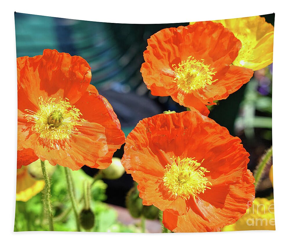 Flowers Tapestry featuring the photograph Arctic Poppies by Diana Mary Sharpton