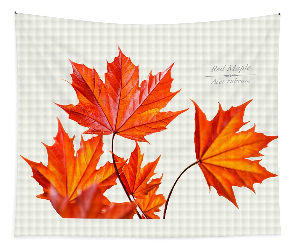 Leaves Tapestry featuring the mixed media Red Maple by Christina Rollo