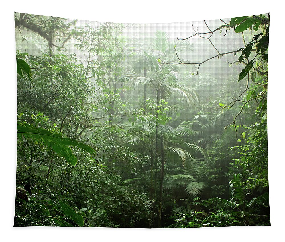 Rainforest Tapestry featuring the photograph Into the Cloud Forest by Nicklas Gustafsson