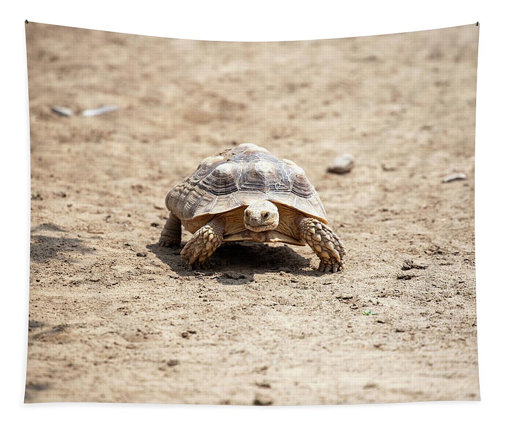Tortoise Tapestry featuring the photograph As Fast As Fast Can Be by David Stasiak