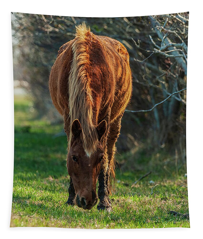 Assateague Ponies Tapestry featuring the photograph Assateague Pony by Louis Dallara