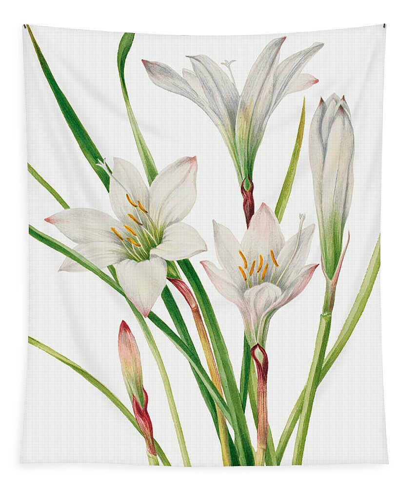 Atamasco Lily Tapestry featuring the painting Atamasco Lily. By Mary Vaux Walcott by World Art Collective