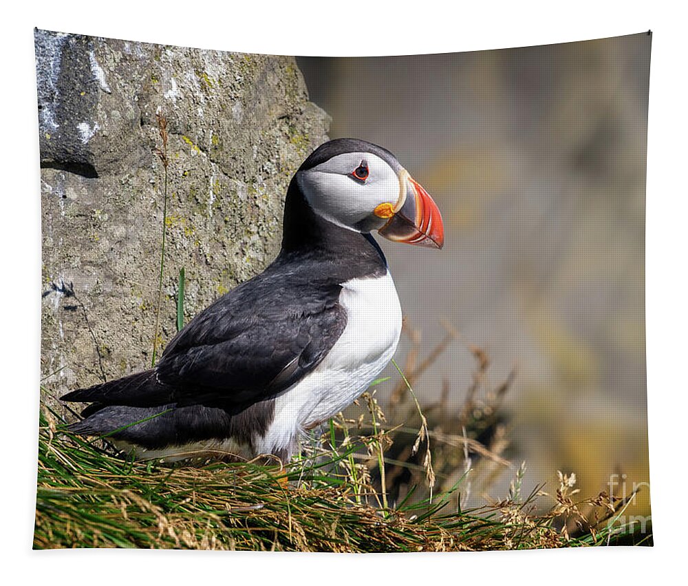 Puffin Tapestry featuring the photograph Atlantic Puffin by Delphimages Photo Creations