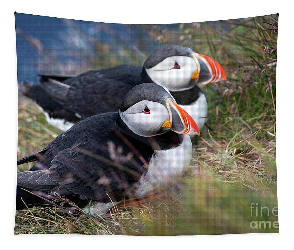 Photography Tapestry featuring the photograph Atlantic Puffin Love by Erin Marie Davis